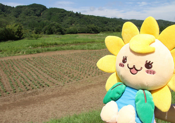 今年もみんなでひまわりの苗を植えたよ！