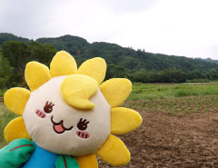 みんなでひまわりの苗を植えたよ！
